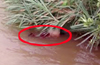 Mangalore: Body of  16yr old girl found in Phalguni river; suicide suspected